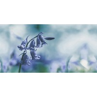 DECOR 79 BLUE HL1 30x60